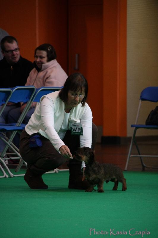 Crufts2011_2 684.jpg